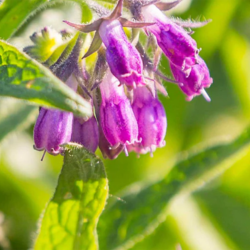 Allantoin