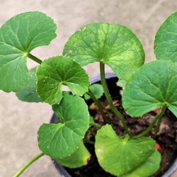 Cica (Centella Asiatica)