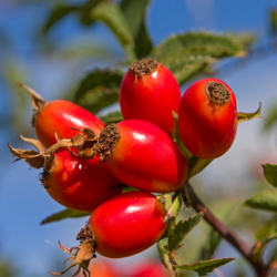 1% Rosehip Oil