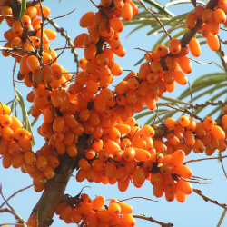 1% Sea Buckthorn