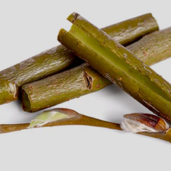 Willow Bark